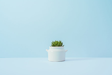white ceramic container with plant