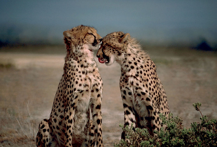 two cheetahs on field
