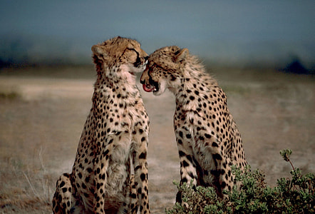 two cheetahs on field