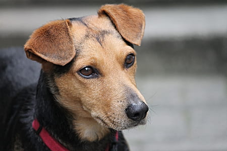 close-up photo of short-coated brown and black dog