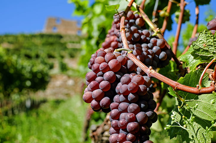 macro shot of red grape fruits