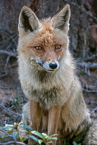 selective focus photography of fox sits on ground