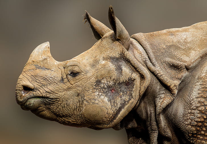 Wildlife photo of beige rhino