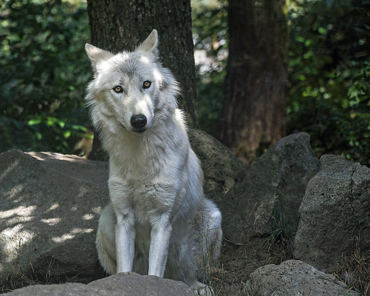 wolf sitting on top of rocks under a tree