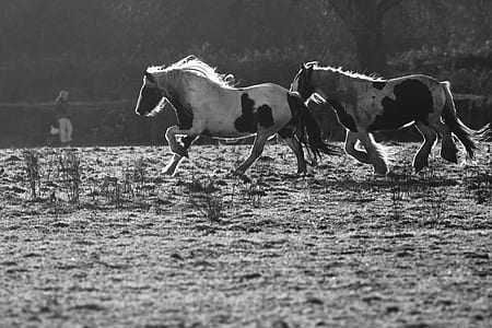grayscale photography of two horses running