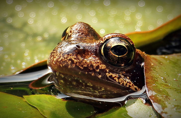brown frog closeup photo