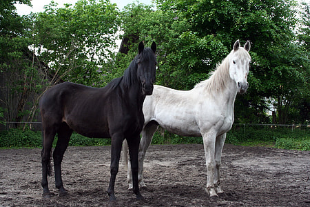 two black and white horse