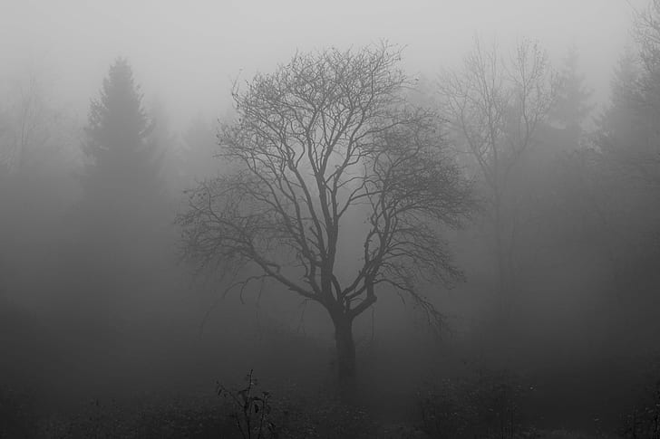 fogged bare tree