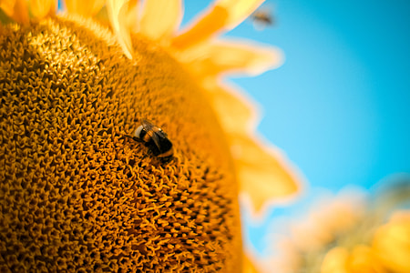 Bumble-Bee on the Sunflower
