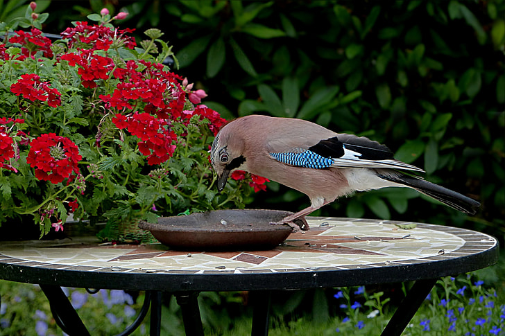 Eurasian jay perched on brown bowl