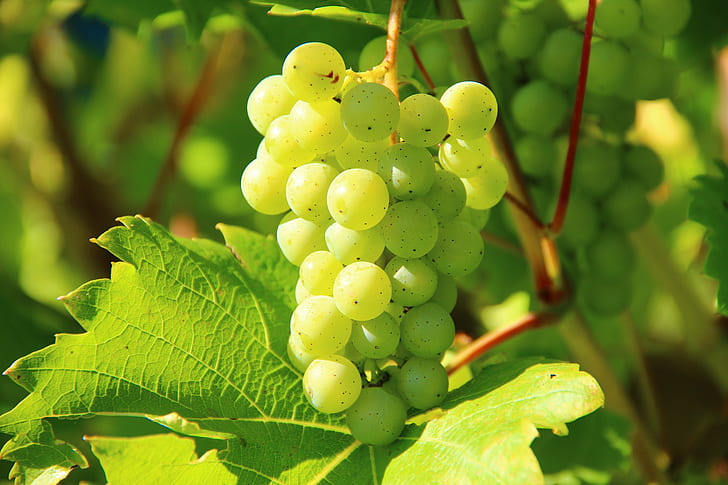 photography of green grape bunch
