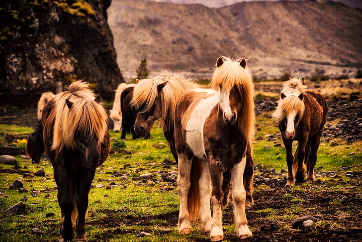 herd of brown horses on field