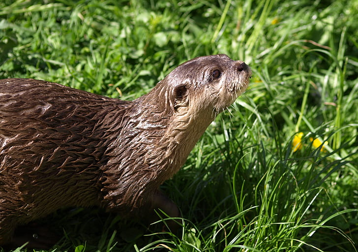 brown otter on grass