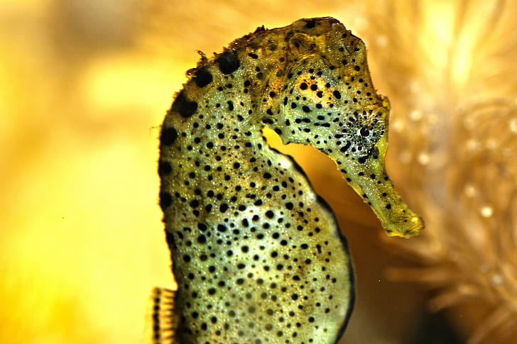 green and brown seahorse