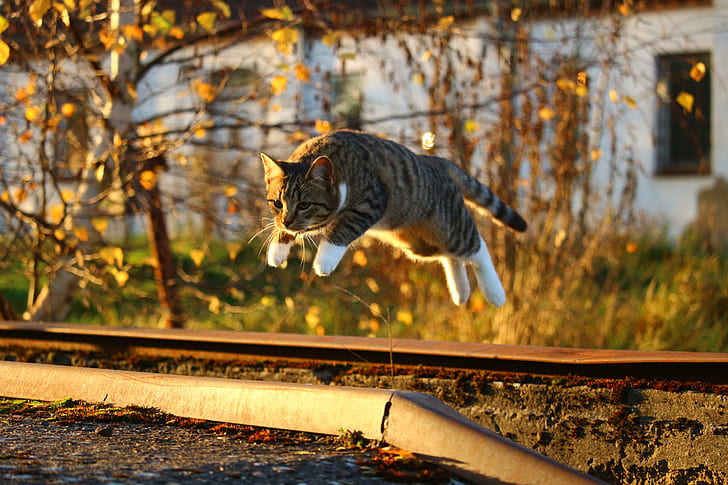 selective focus photograph of jump brown tabby cat