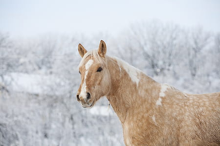 focus photography of brown horse