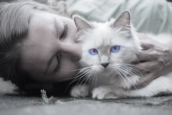 selective color photography of blue-eyed cat