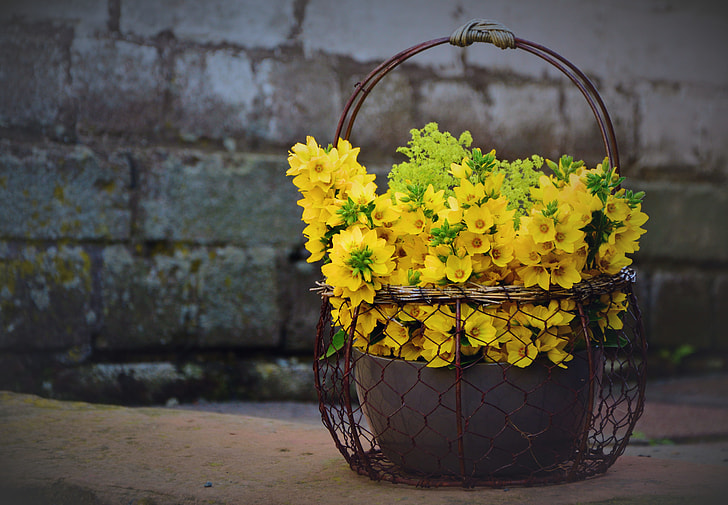 yellow petaled flowers place on pot and basket