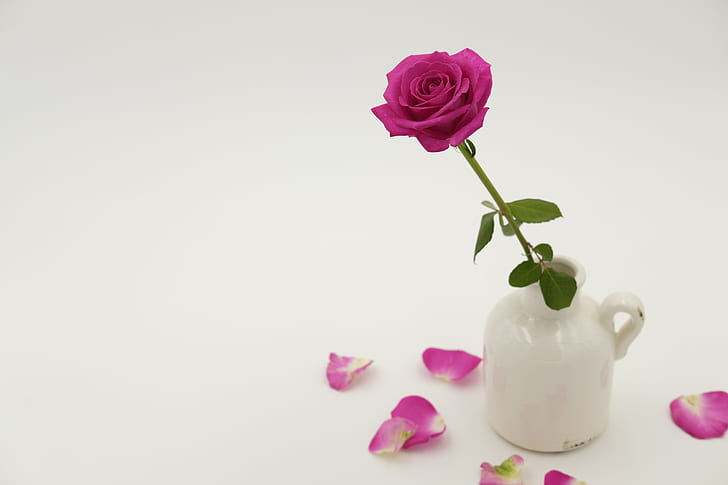 pink rose in white ceramic vase