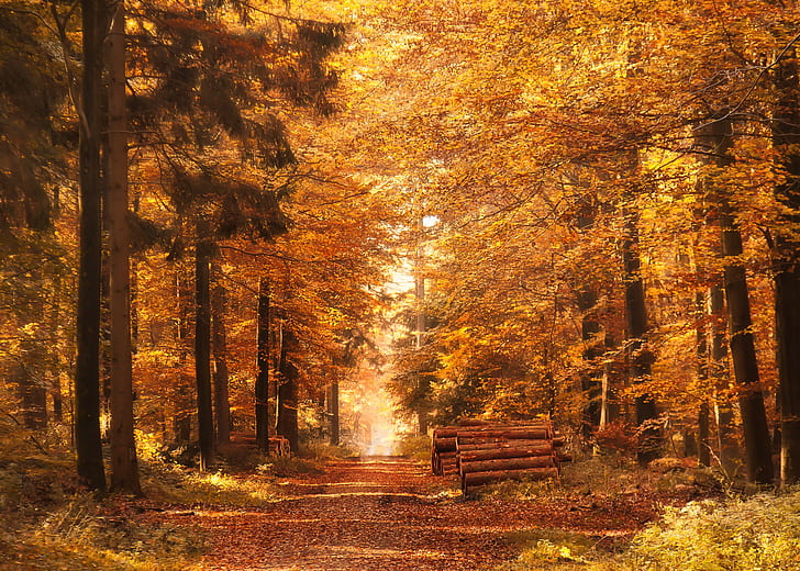 forest with autumn leaves