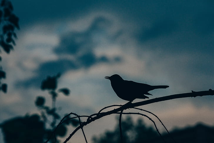 silhouette photography of bird perched on branch