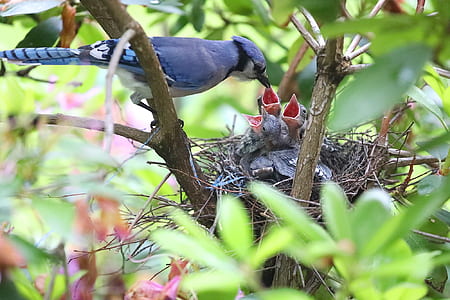 photo of Blue Jay about to feed her babies