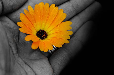 selective color photo of sunflower