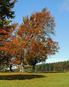 photo of brown tree in forest during daytime