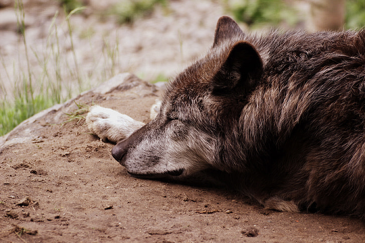brown and gray wolf lying on brown soil during daytime
