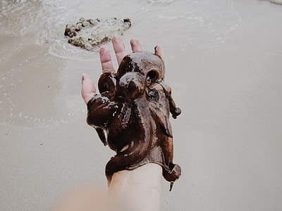 person holding brown octopus during daytime