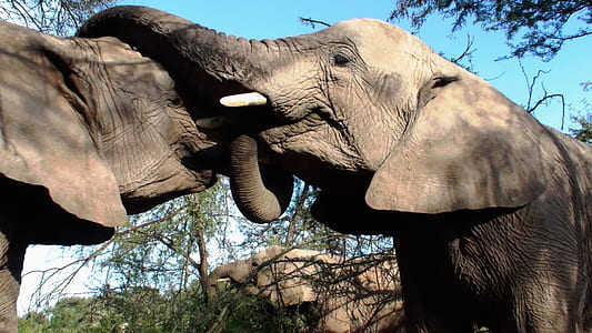 photo of two grey elephants