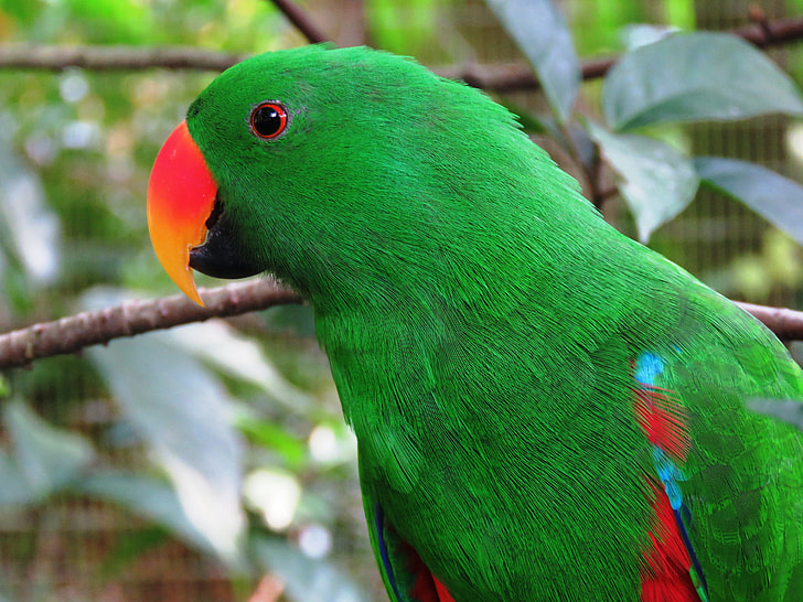 selective focus photo of green and red parrot