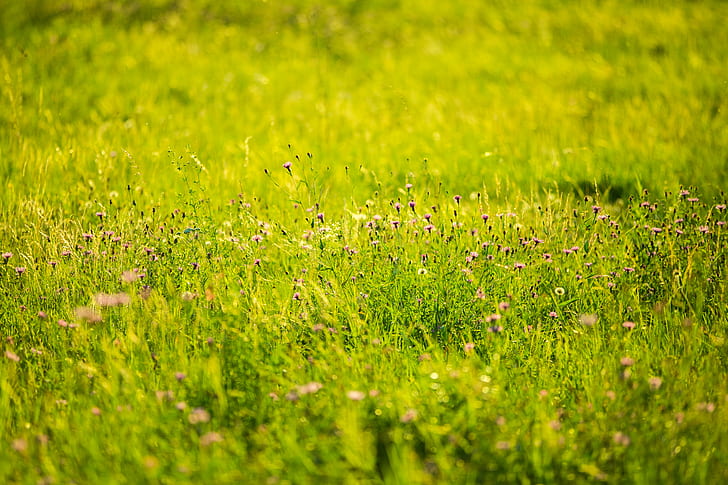 Green Grass Image