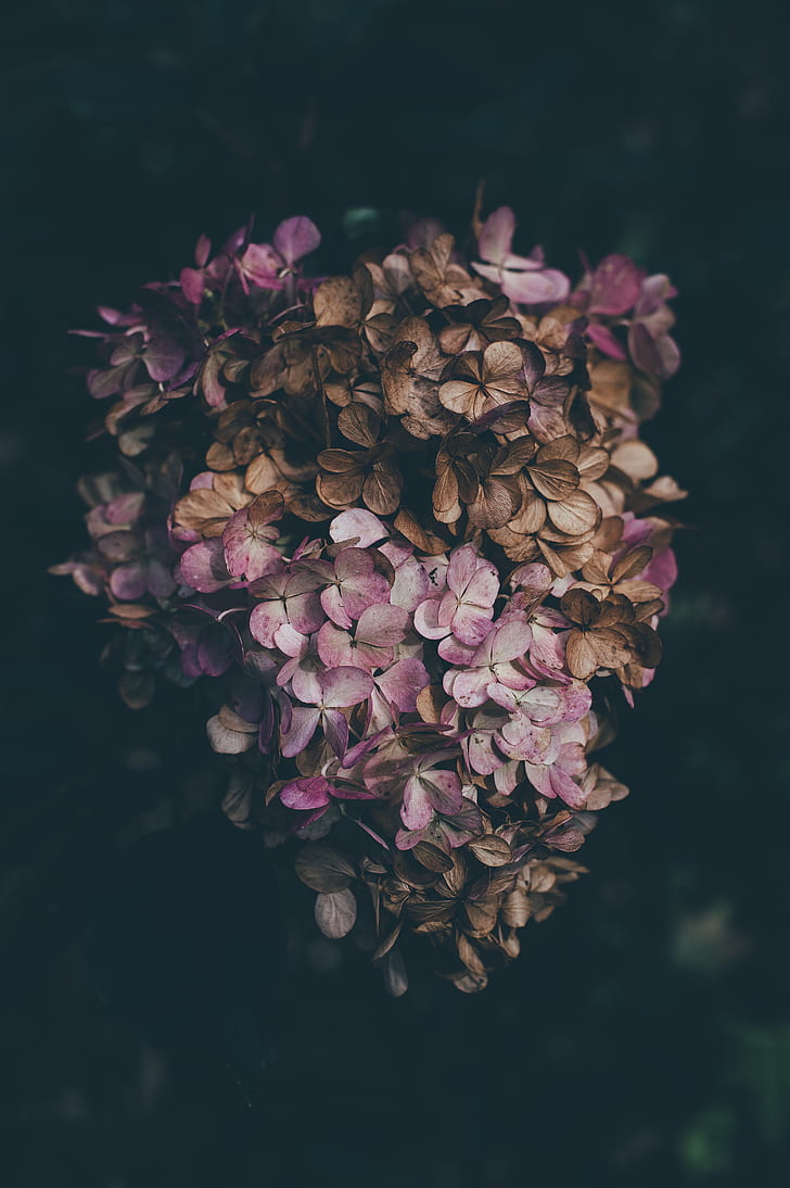 pink hydrangea in close up photography