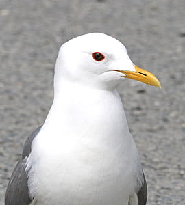 Closeup Photography of White and Grey Seagull