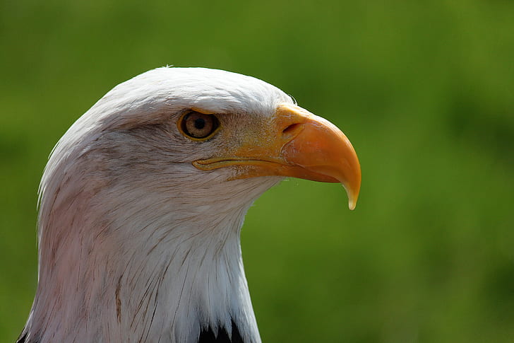 focus photography of eagle