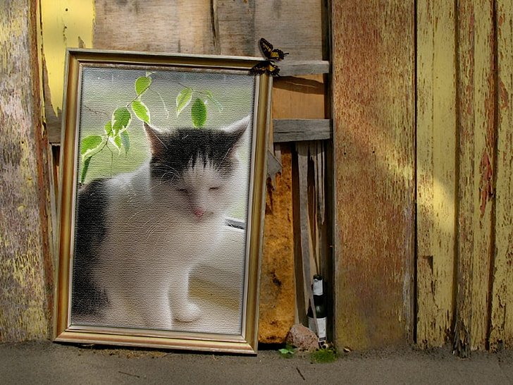 brown wood-framed painting of white and black cat