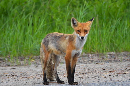 brown, white, and black fox standing on gray surface