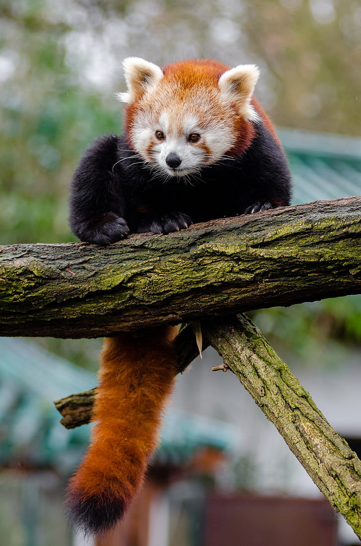 red panda on trunk of tree
