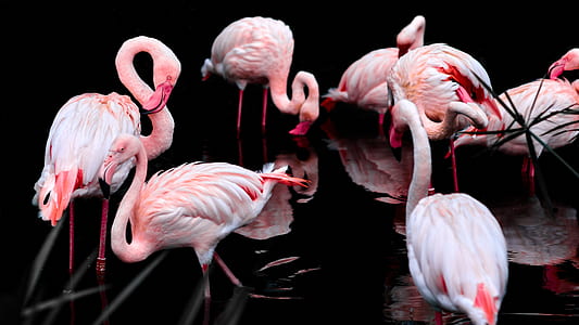 flock of flamingo on body of water