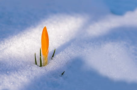 shallow focus photography of yellow petal flower on covered with snow field