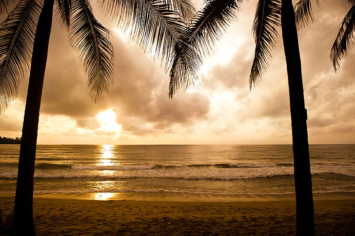silhouette of two coconut trees at golden hour