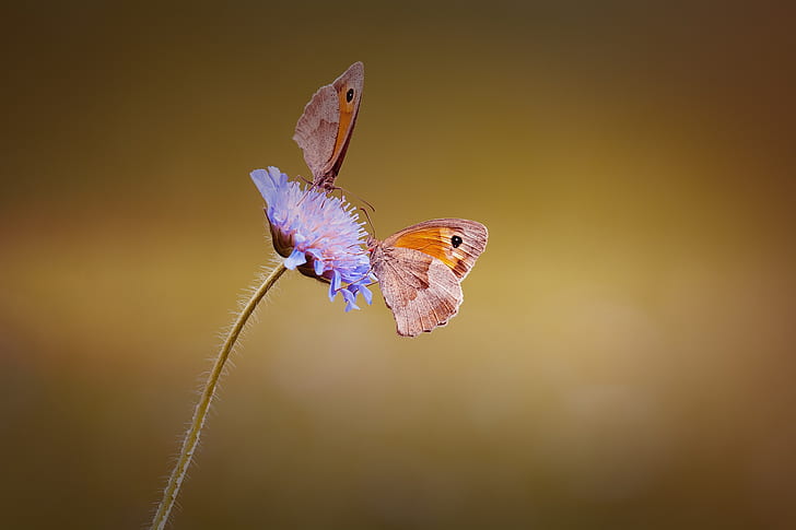 macro photography of brown butterflies on purple flower
