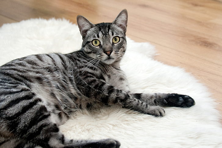 short-coated gray Tabby cat lying on white surface