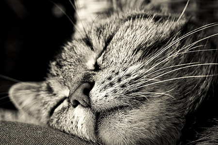 sleeping black and gray cat