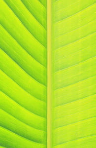 closeup photo of green painting