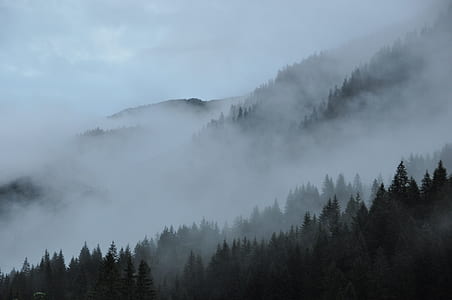 forest covered in fog
