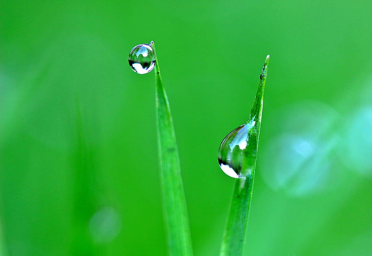 depth of field photography of water dew