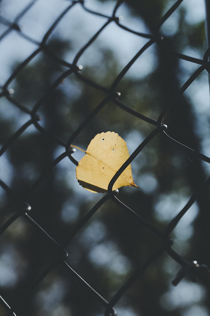 brown leaf on gray steel fence at daytime