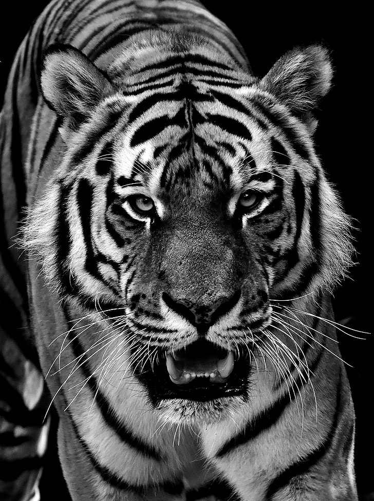grayscale photo of bengal tiger